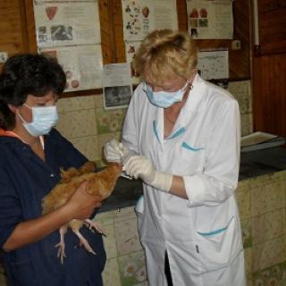 Фото с сайта vetpk.ru