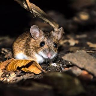 Фото с сайта nat-geo.ru