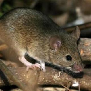 Фото с сайта devon-info.ru