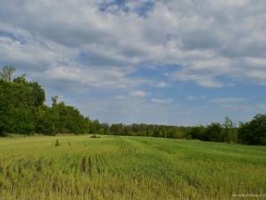 Фото с сайта nbleshoz.ucoz.org