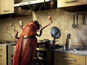 Фото с сайта w-dog.ru