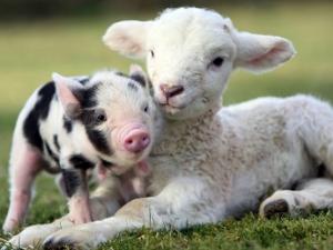 Фото с сайта m.yandex.com