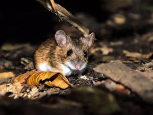 Фото с сайта nat-geo.ru